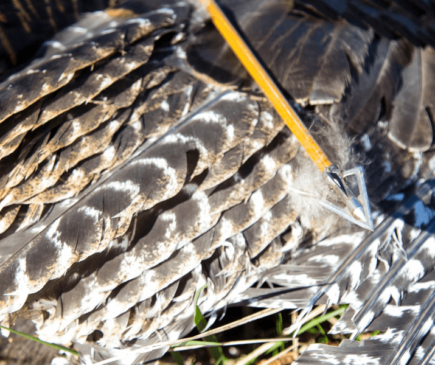 Turkey wing and Wasp Broadhead