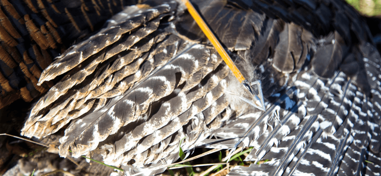 Turkey wing and Wasp Broadhead