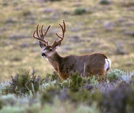 mule deer in velvet