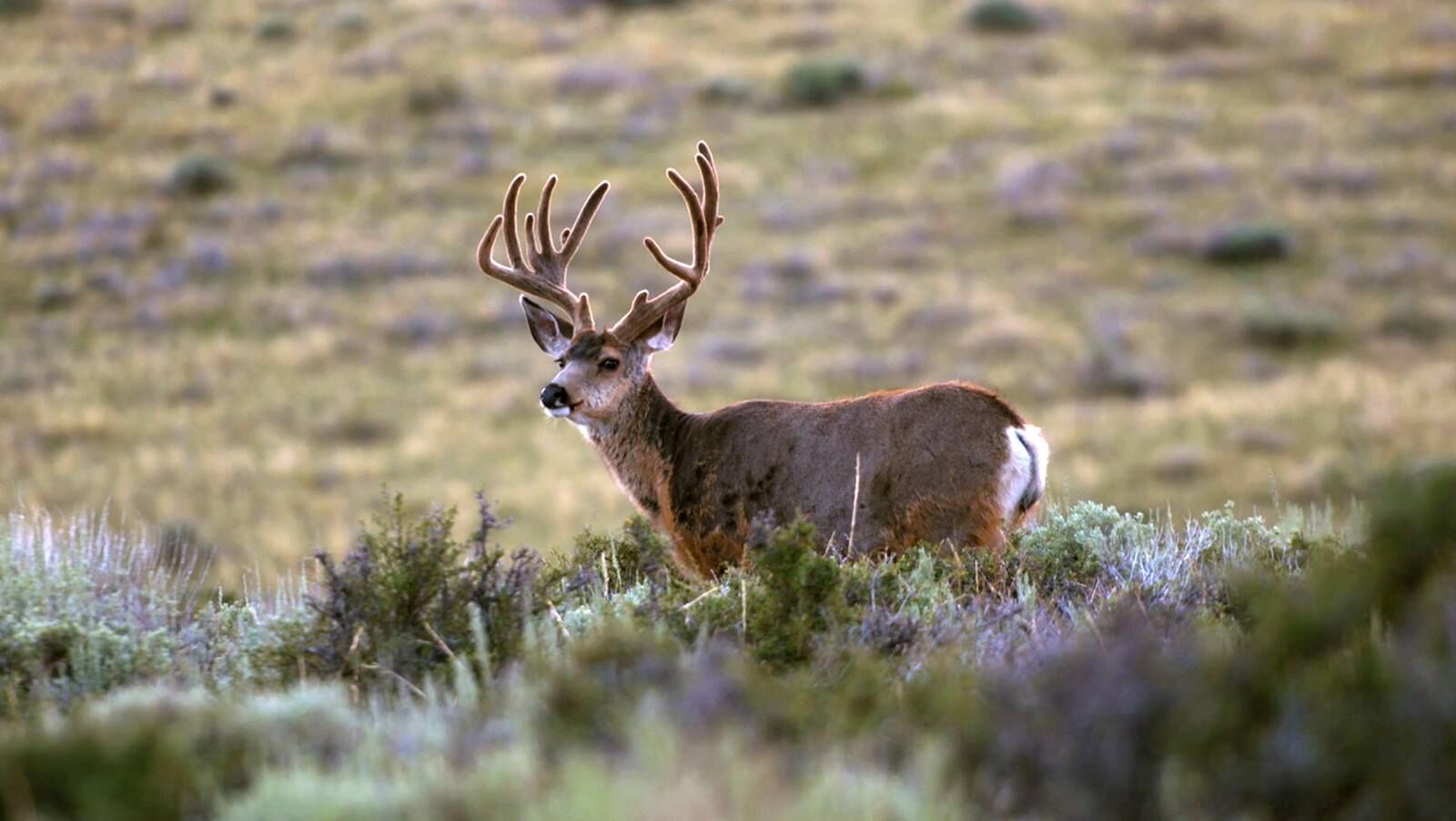 mule deer in velvet