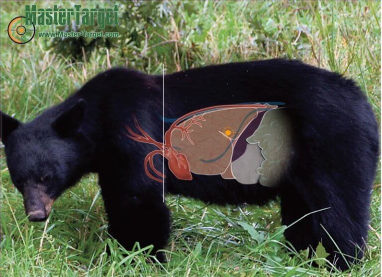 Where to Shoot a Black Bear with A Bow Wasp Archery
