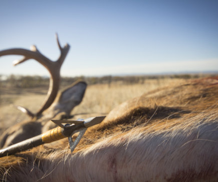 Where to shoot a white tail