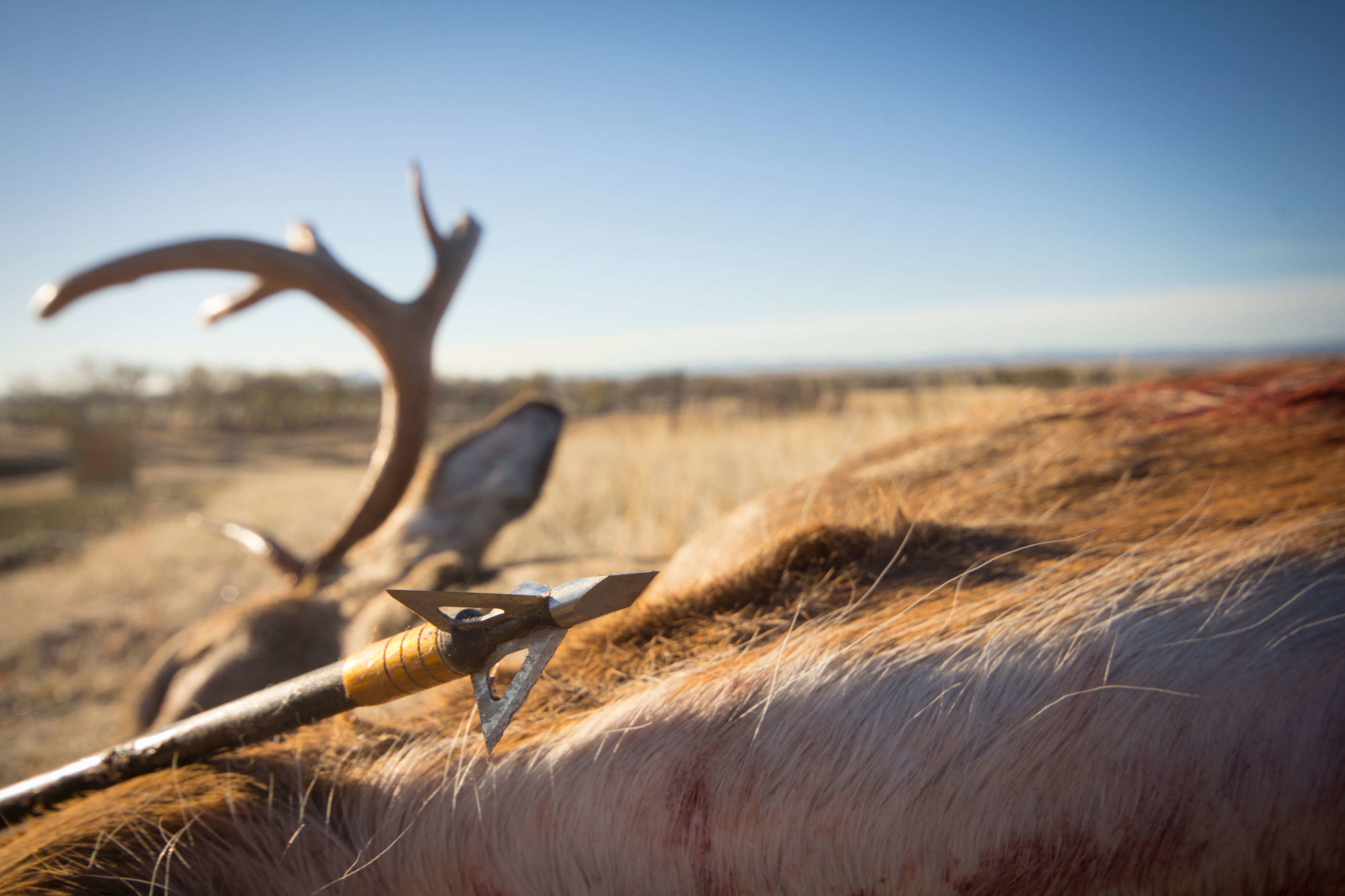 Where to shoot a white tail