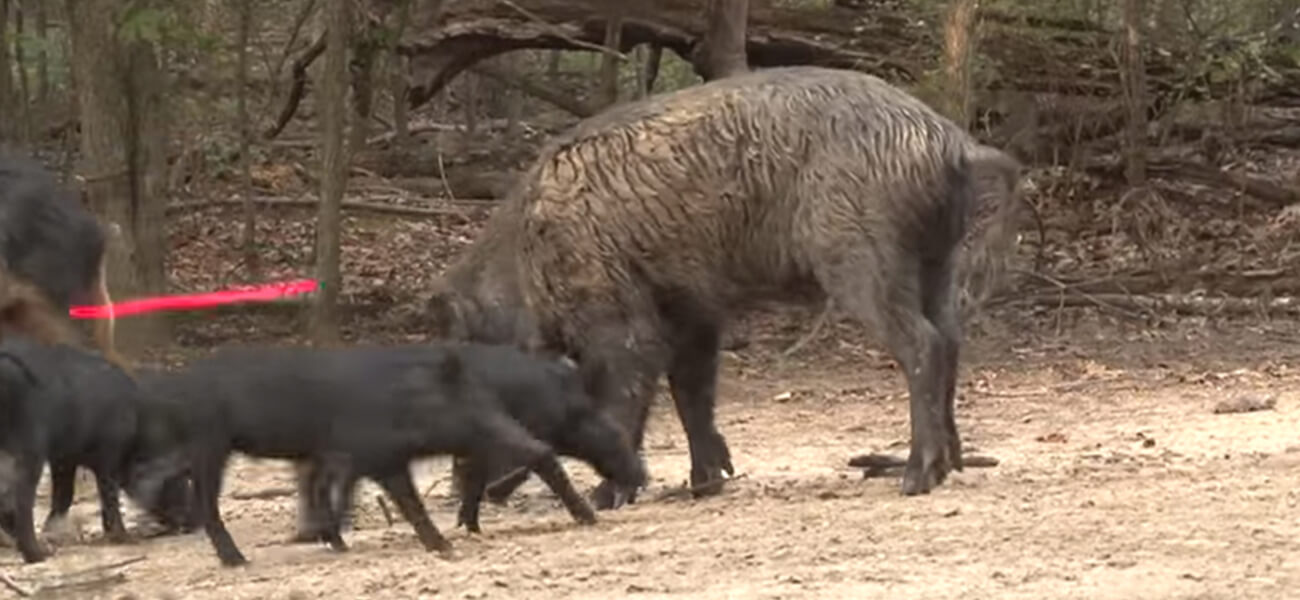 Where to shoot a hog bow hunting
