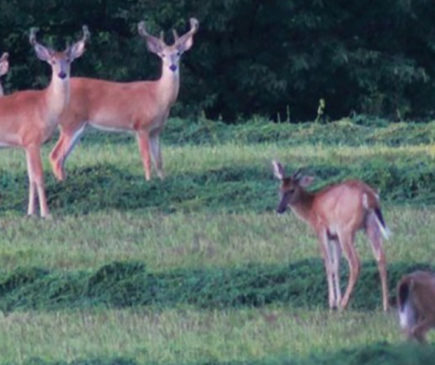 deer-hunting-scouting