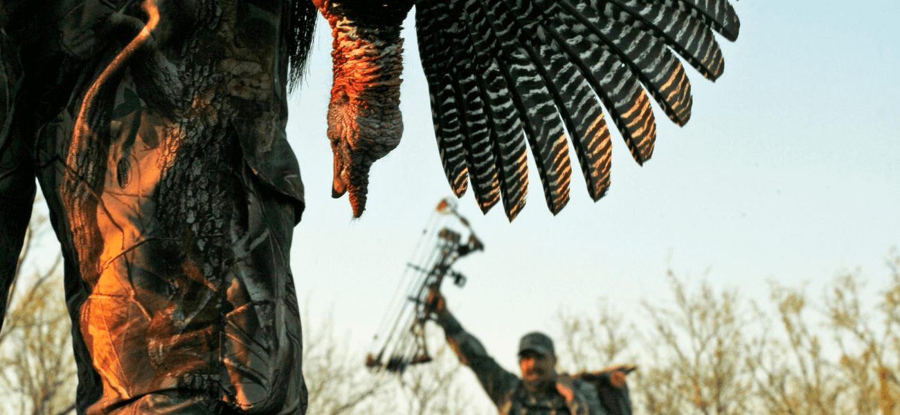 Turkey Hunter Carrying Dead Turkey While Turkey Hunting