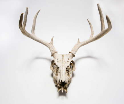 Deer skull hanging on white wall