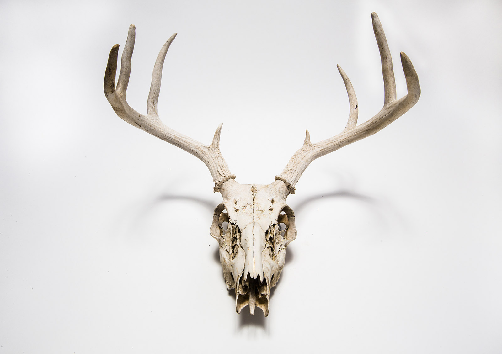 Deer skull hanging on white wall