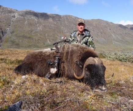 Greenland Musk Ox