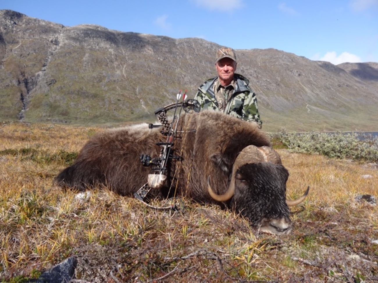 Greenland Musk Ox