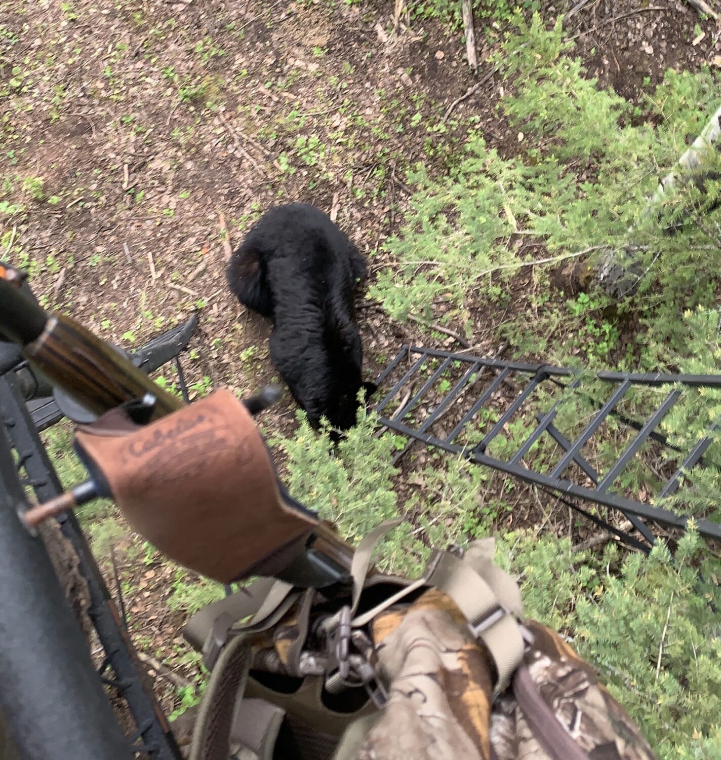 Wasp Drone takes down a black bear