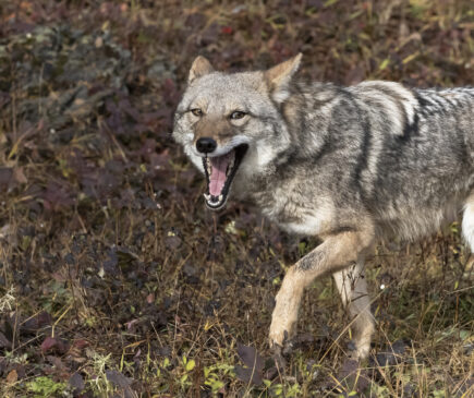 Bowhunting Coyotes - Featured Image