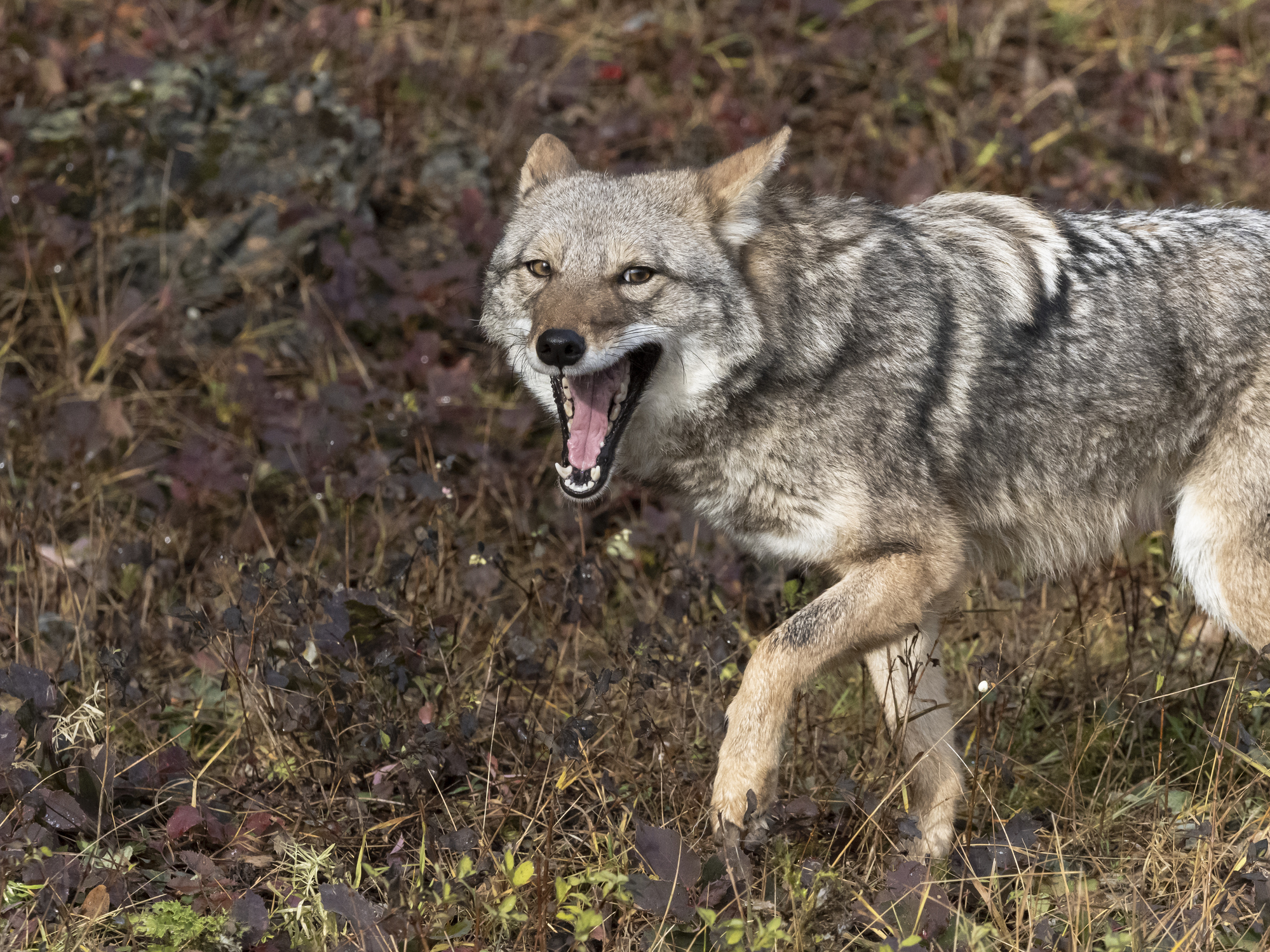 Bowhunting Coyotes - Featured Image