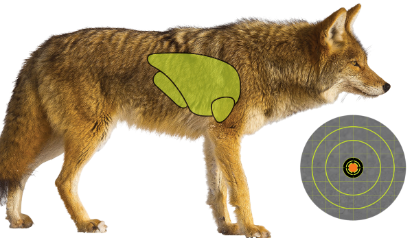 Coyote Hunting Target