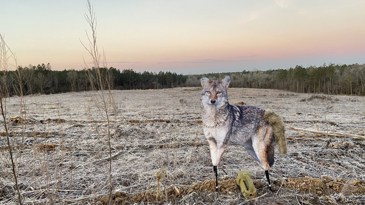 Montana Decoy - Song Dog Coyote Decoy