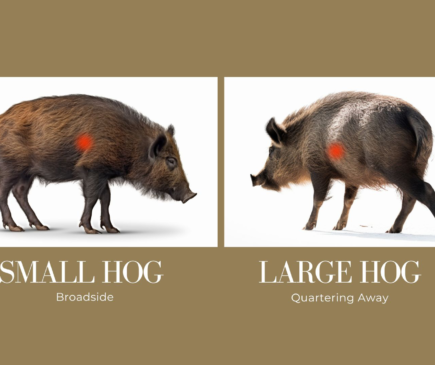 Hog Shot Placement - Where to Shoot a Hog with a Bow