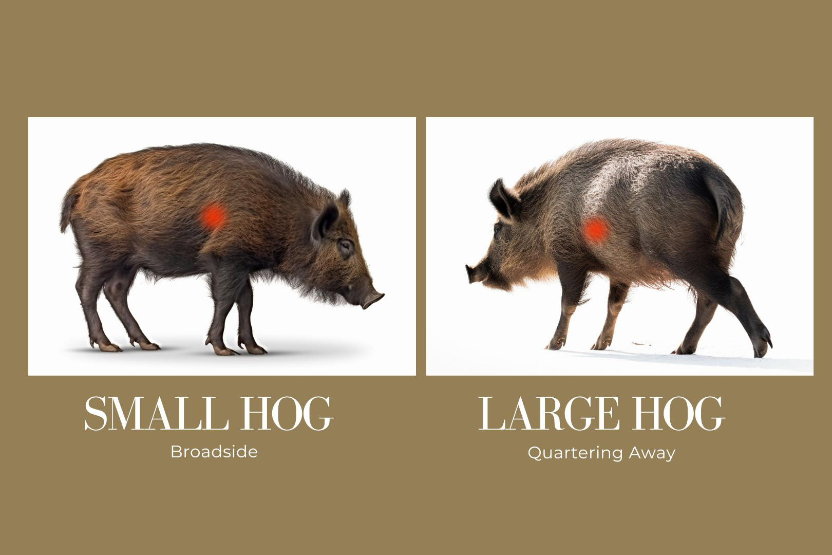 Hog Shot Placement - Where to Shoot a Hog with a Bow