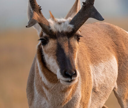 Bow and Broadhead Set up for Pronghorn Antelope