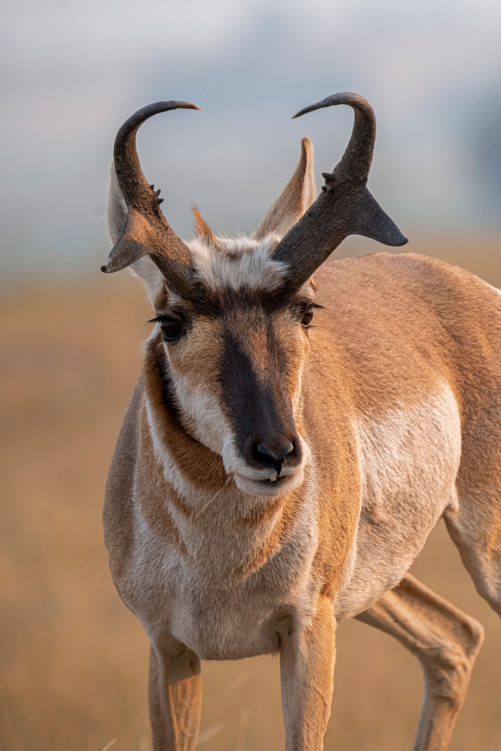 Bow and Broadhead Set up for Pronghorn Antelope