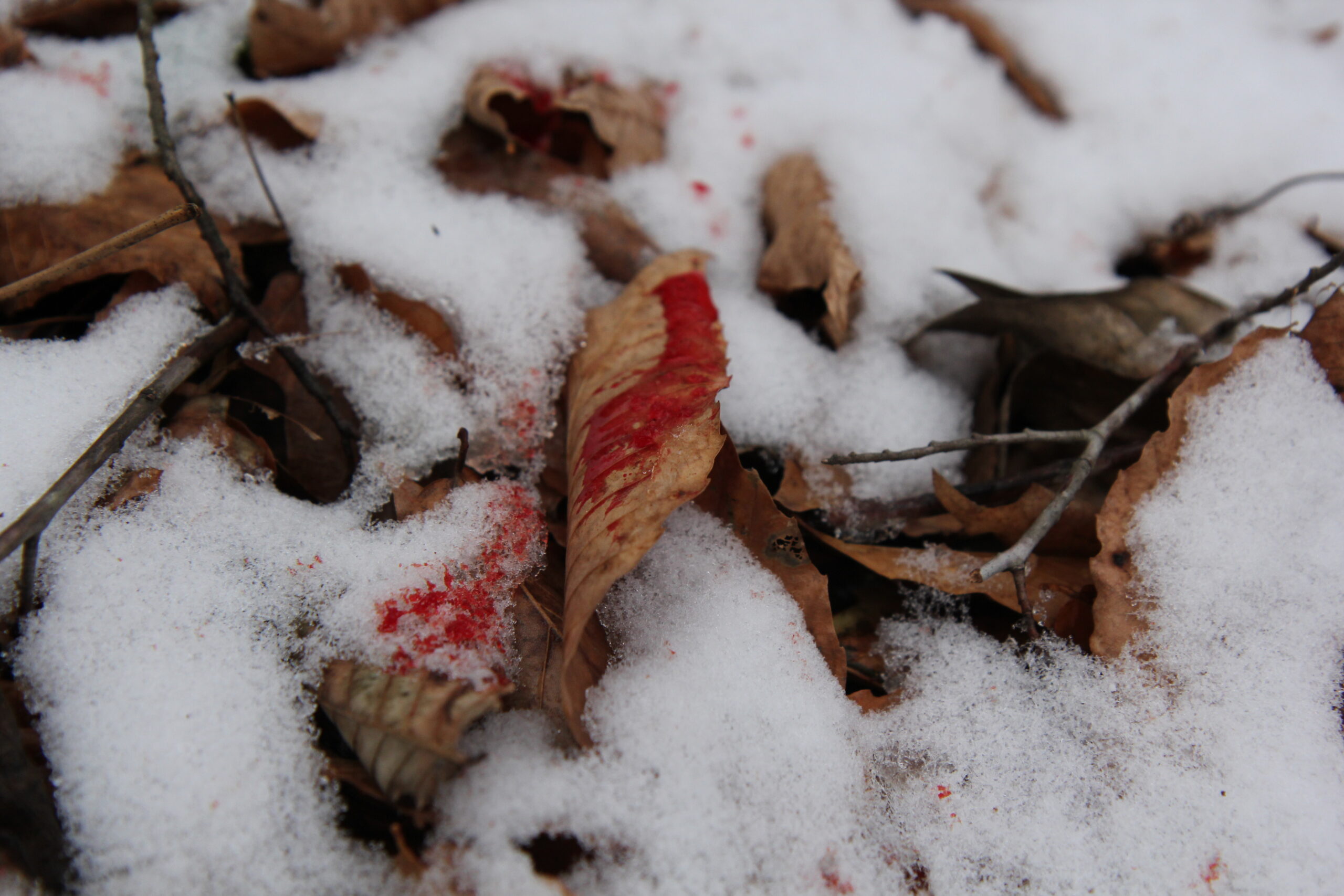 Blood Trail in the Snow