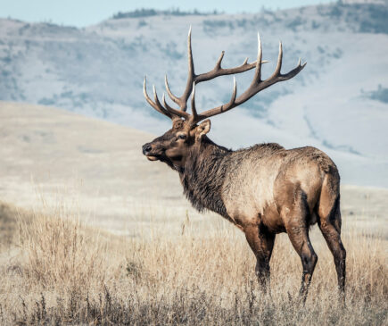 The Best Broadheads for Elk Hunting