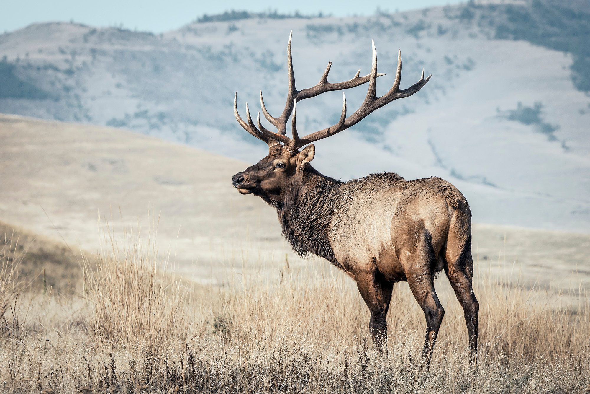 The Best Broadheads for Elk Hunting