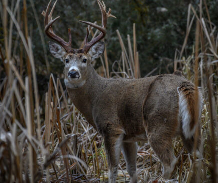 Why whitetail bowhunters should aim low