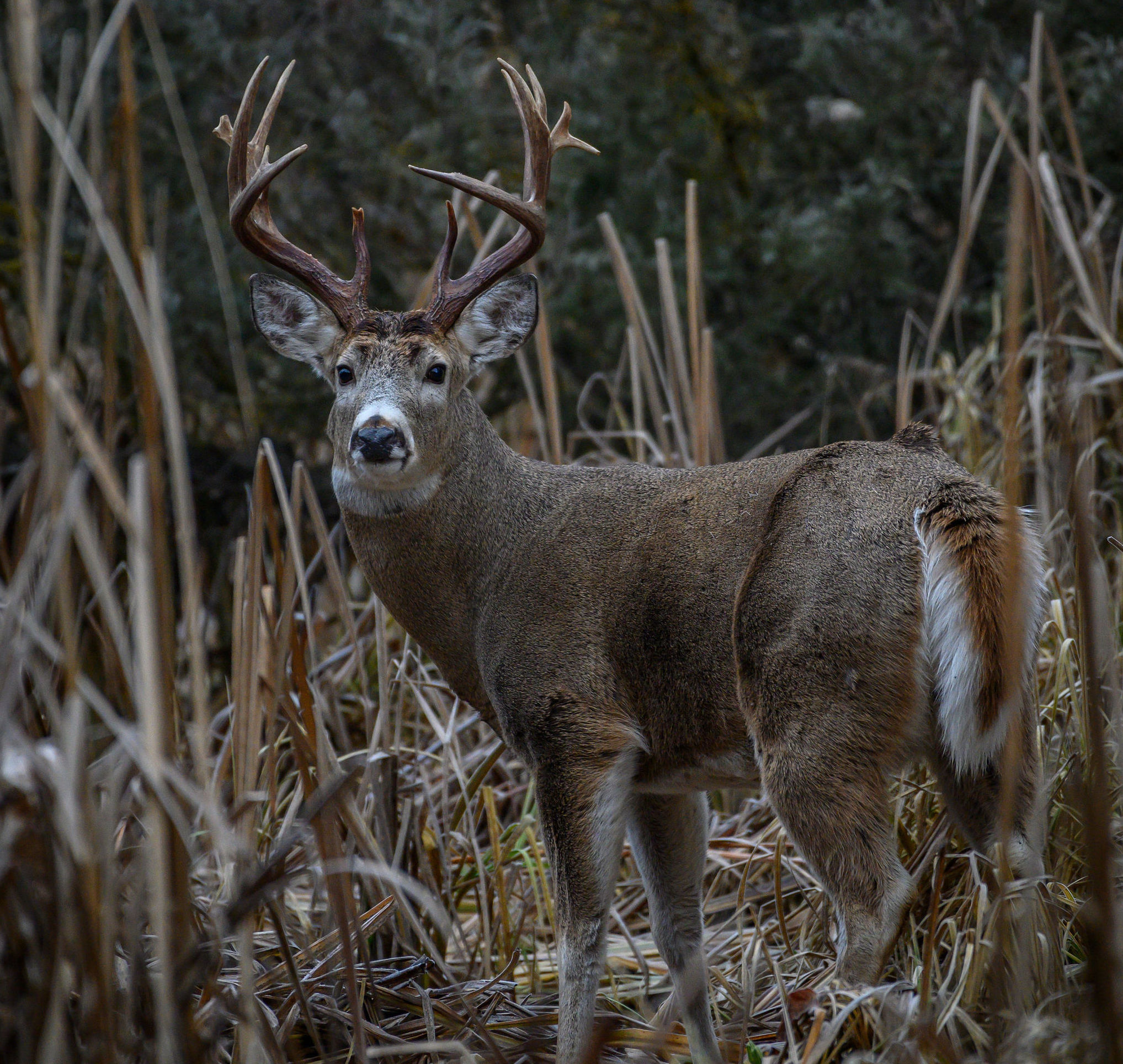 Why whitetail bowhunters should aim low