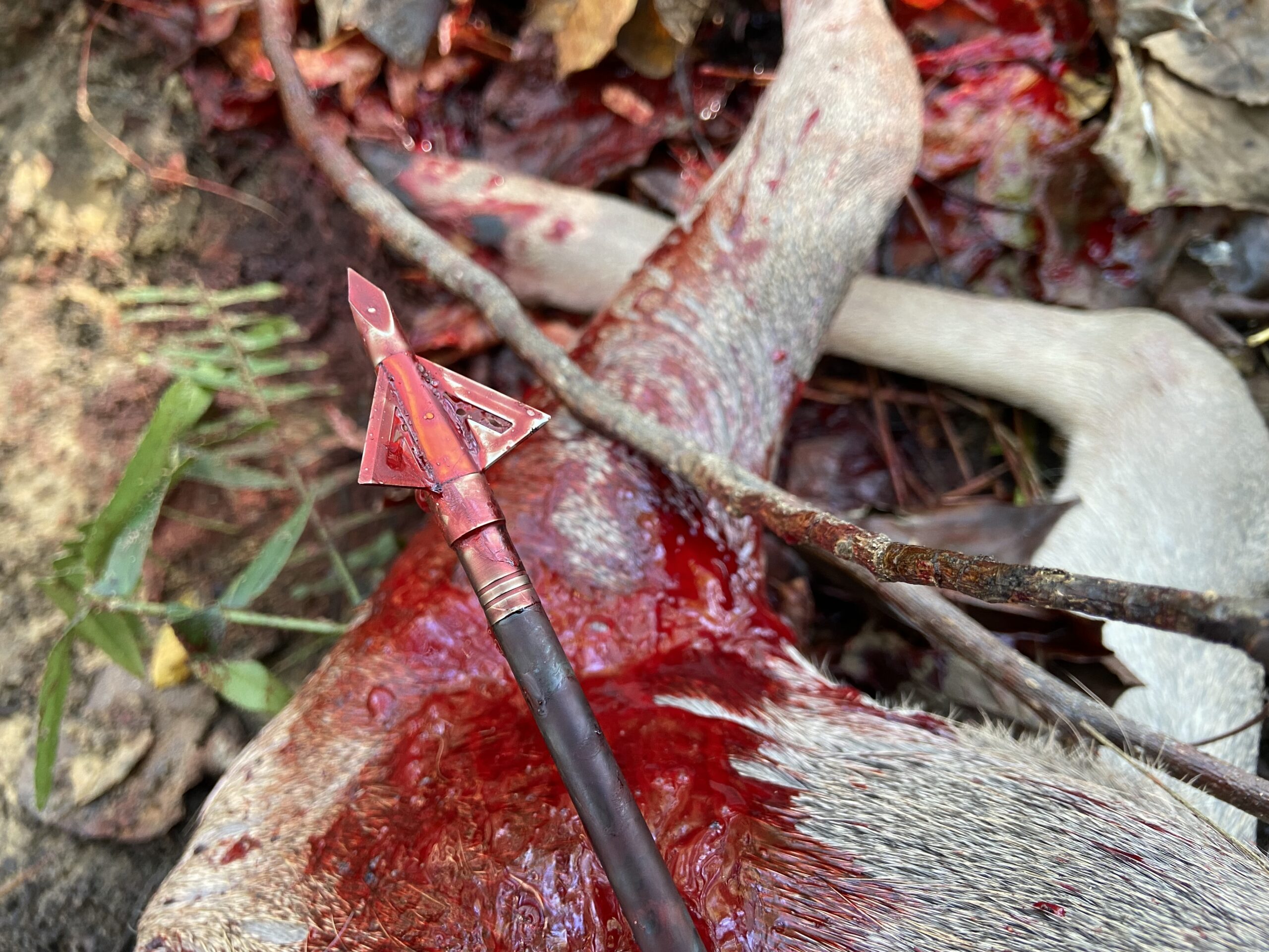 Wasp Havalon HV Broadhead in the Field