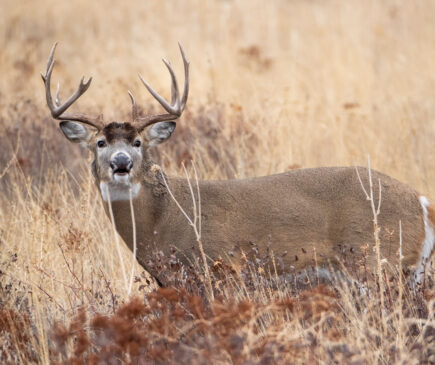 The buck is 32 yards, and the brush is about 19. The arrow's arch should clear the obstacle and hit the vitals no problem.