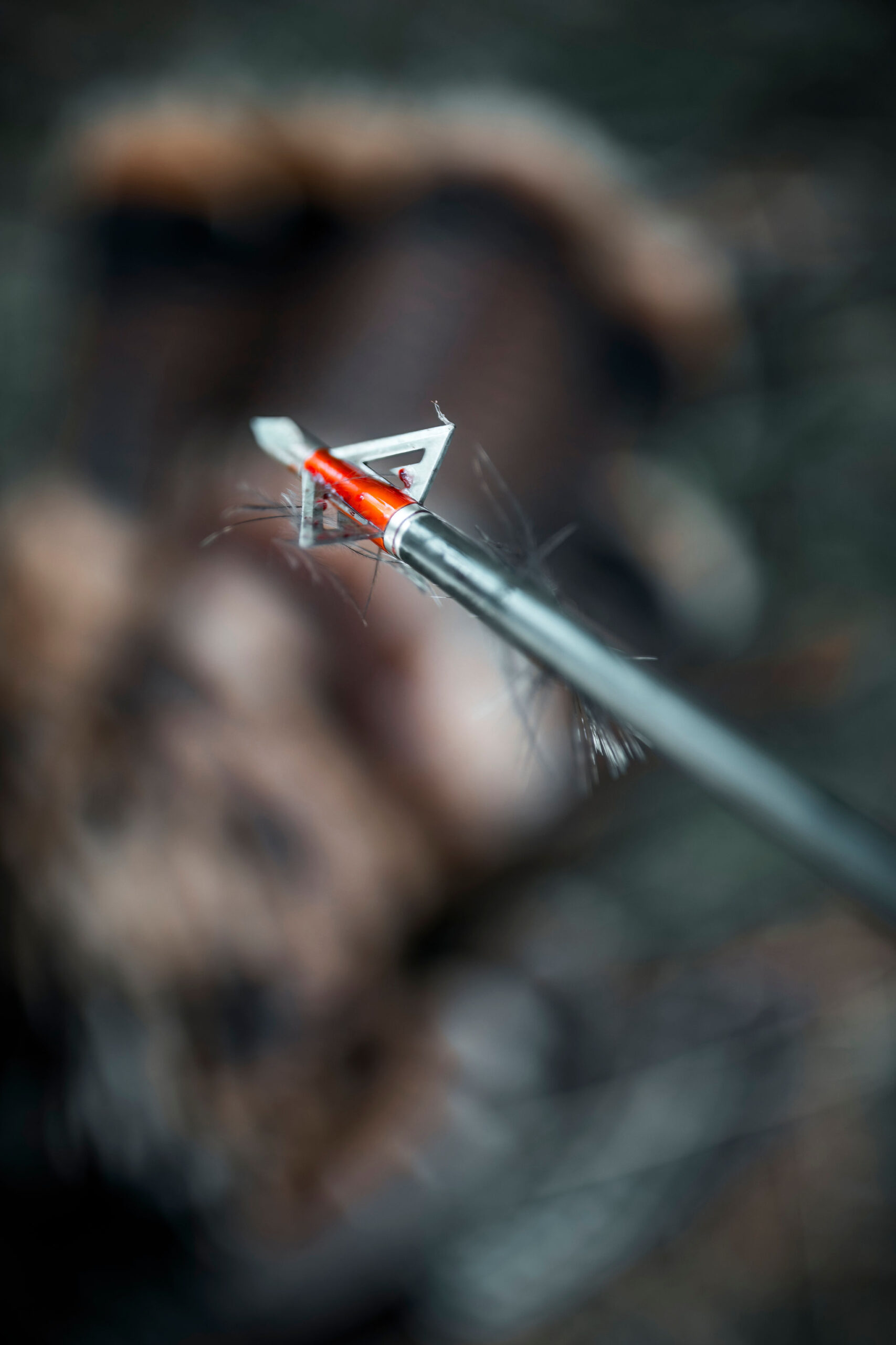 Wasp Havalon HV fixed-blade broadhead after turkey hunting