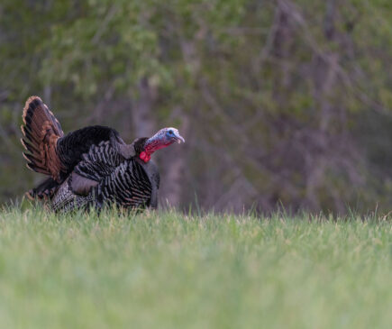 Forty yards is close enough for shotgunning, but bowhunters need to get that gobbler closer.