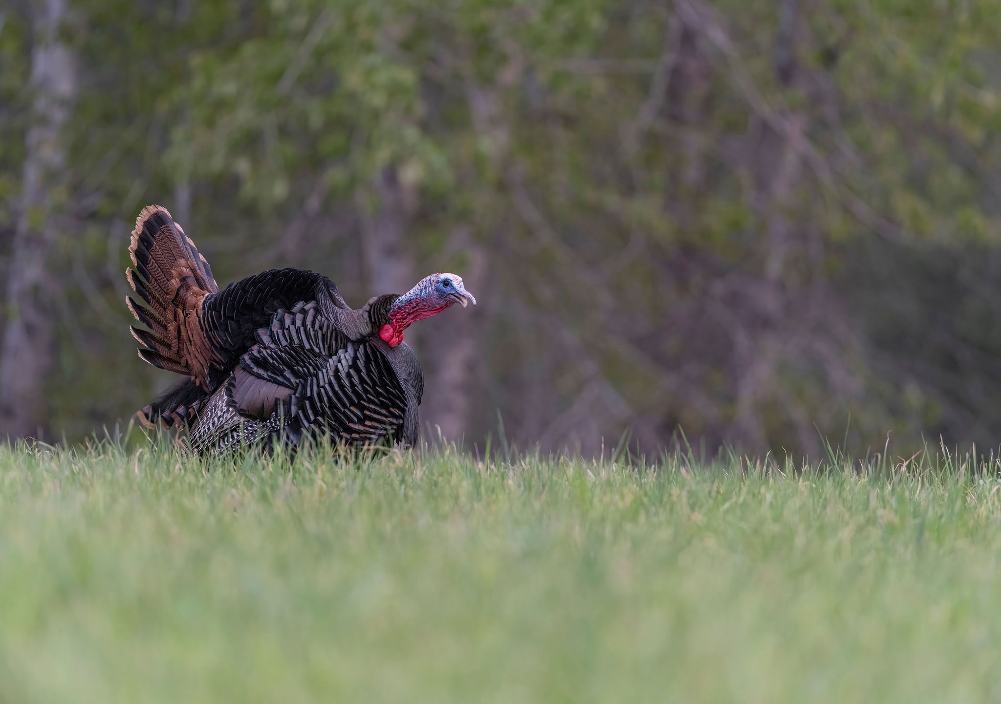 Forty yards is close enough for shotgunning, but bowhunters need to get that gobbler closer.