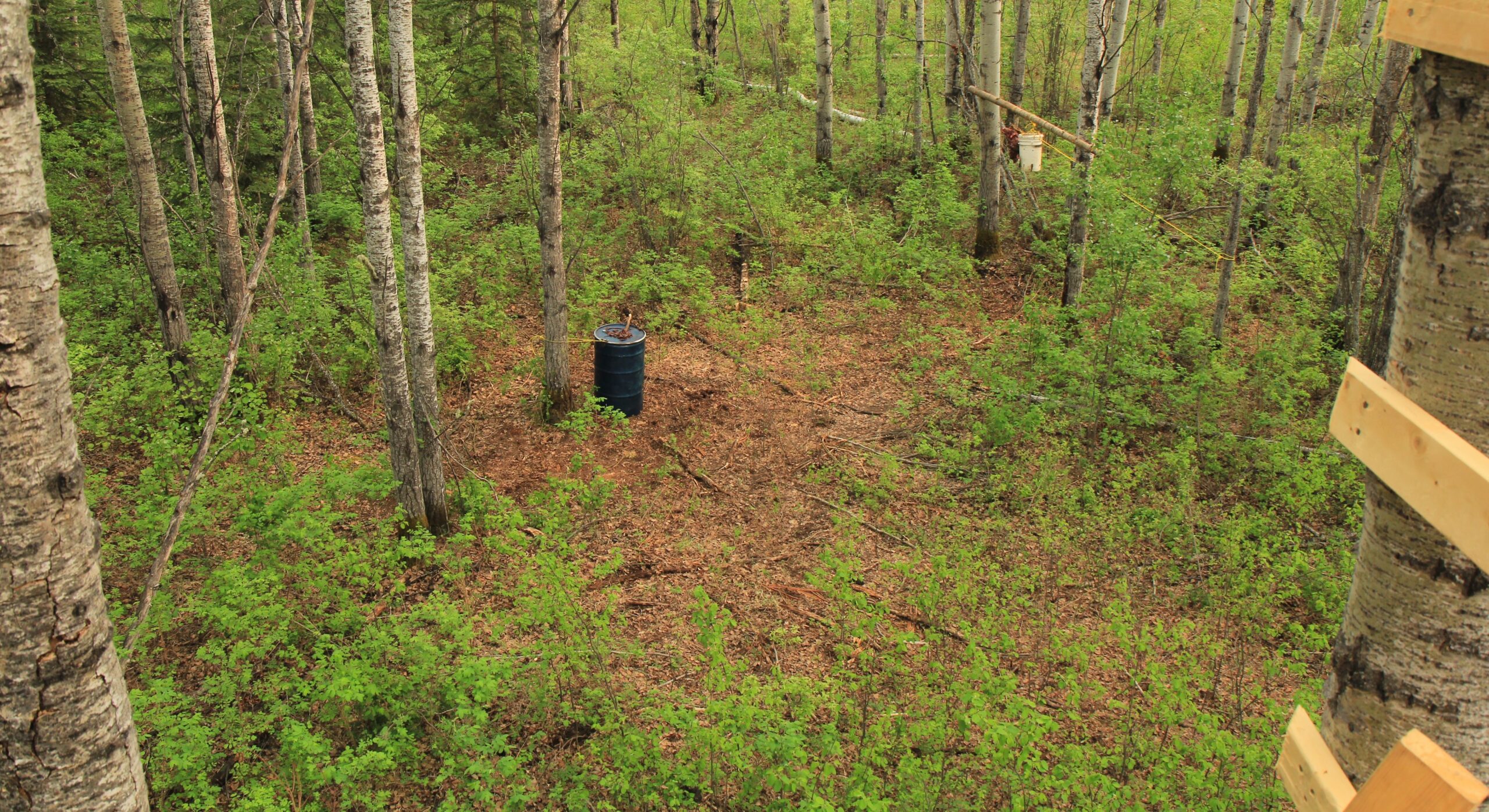 Baited bear stand