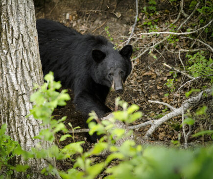 Black Bear Hunting