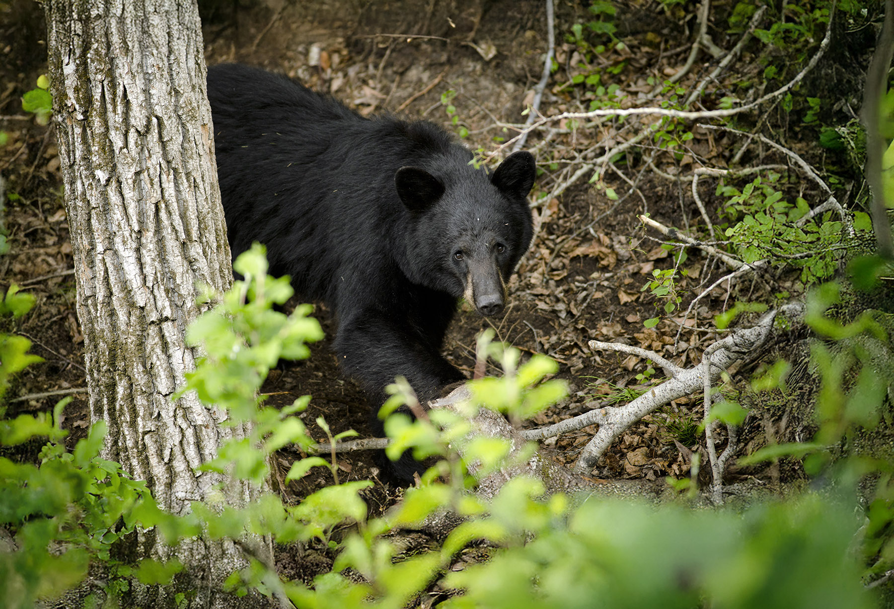 Black Bear Hunting