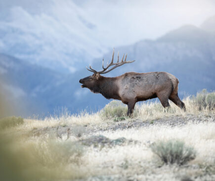 How to Field Judge Elk