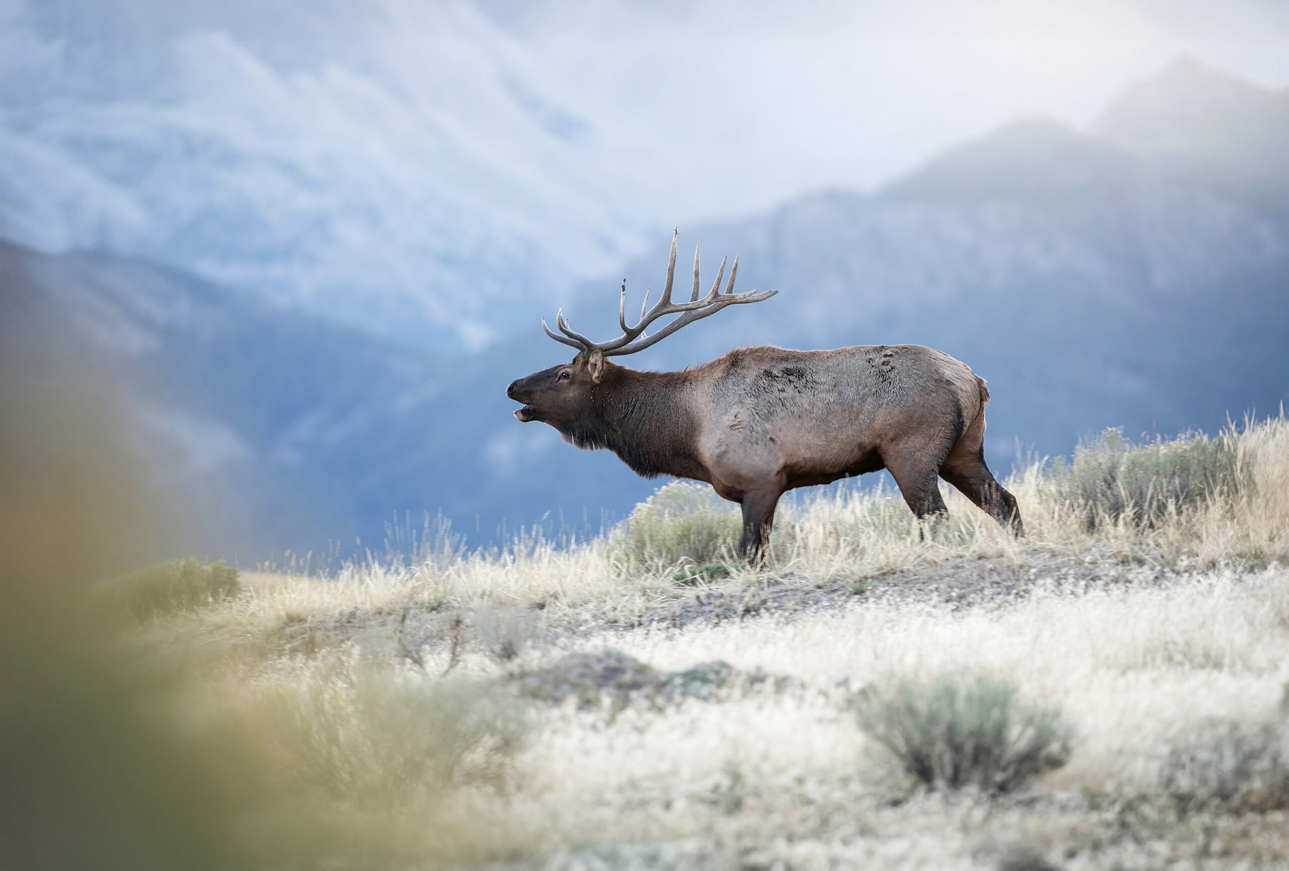 How to Field Judge Elk
