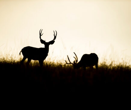 Early Season Mule Deer Bucks