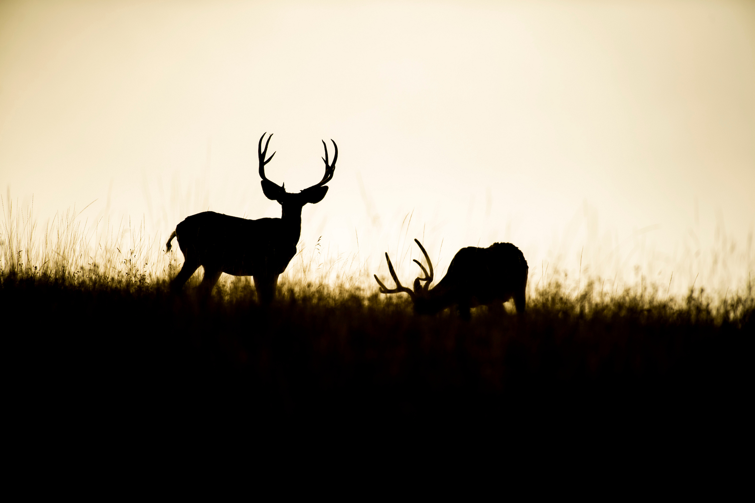 Early Season Mule Deer Bucks