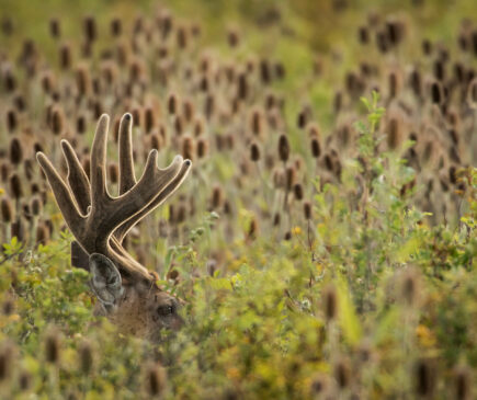Velvet Whitetail Buck