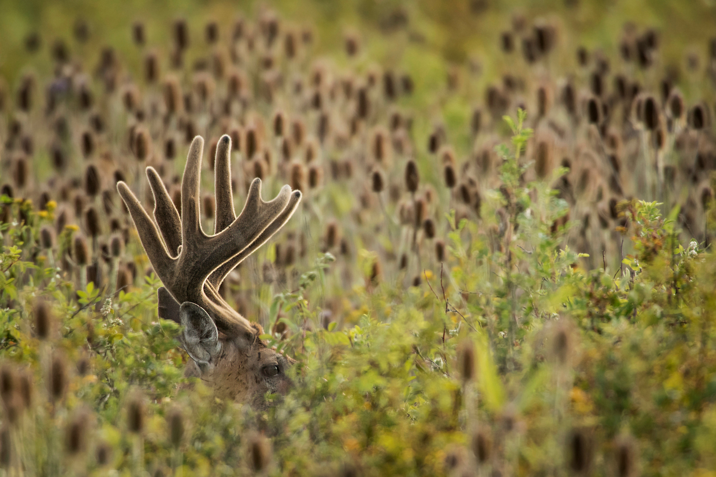 Velvet Whitetail Buck