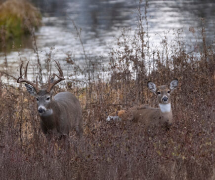 Tips for bowhunting during the rut