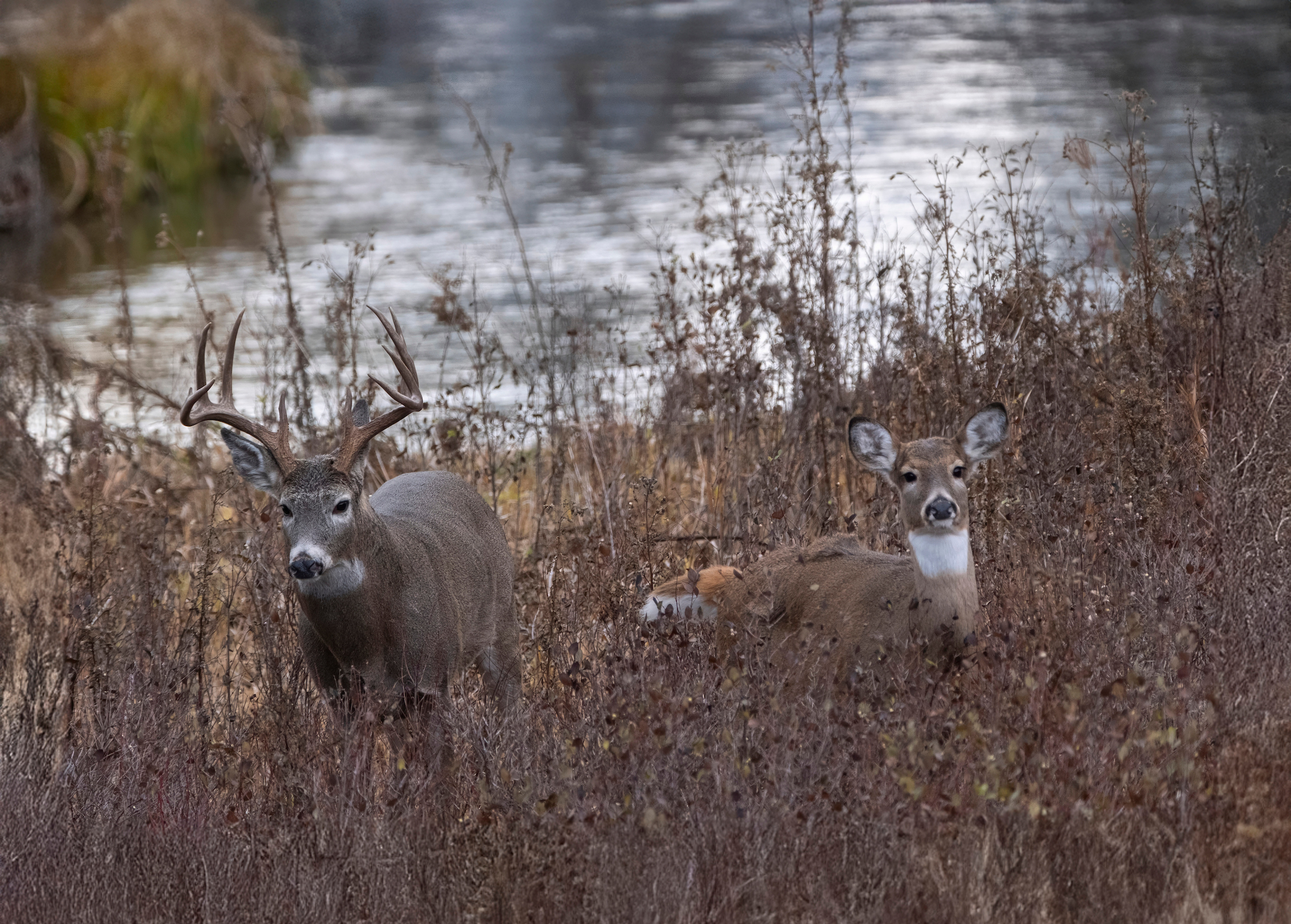 Tips for bowhunting during the rut