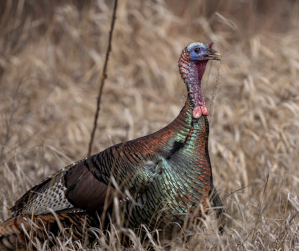 Bowhunting Winter Turkeys