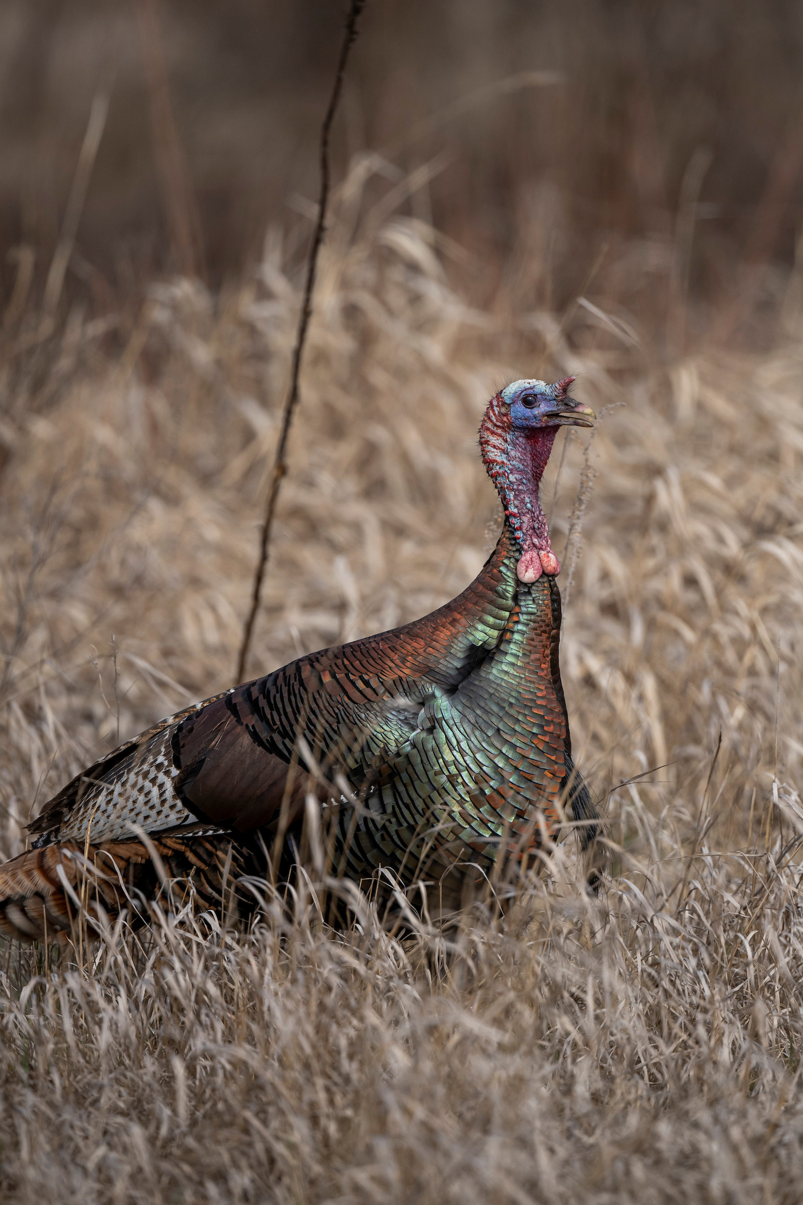 Bowhunting Winter Turkeys
