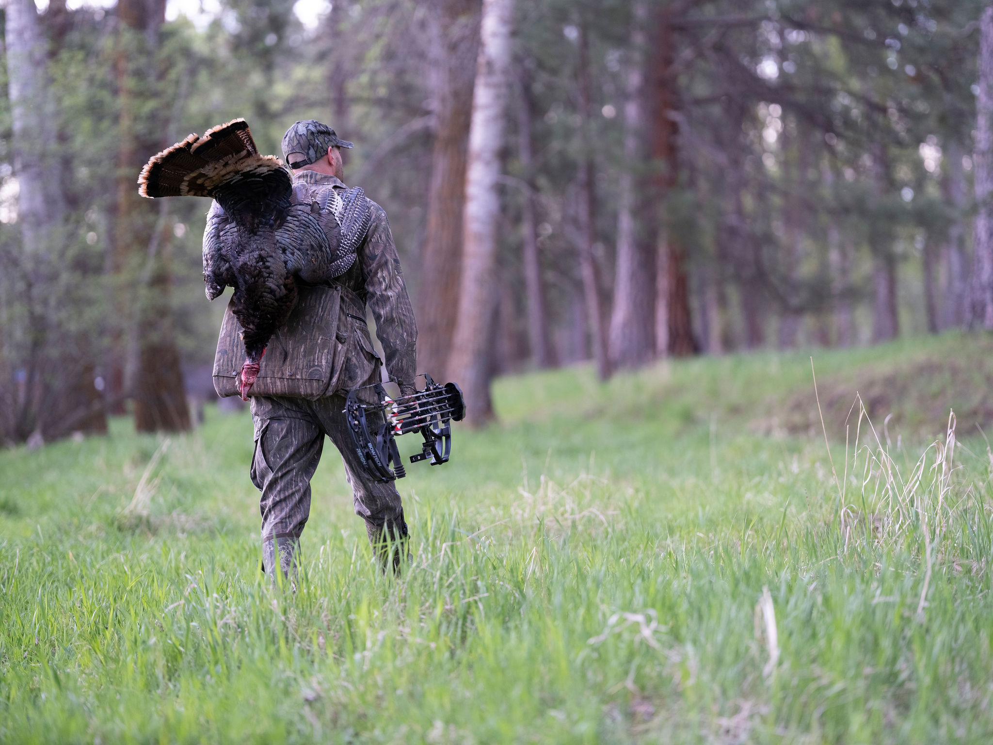 Bowhunting Turkeys without a Blind