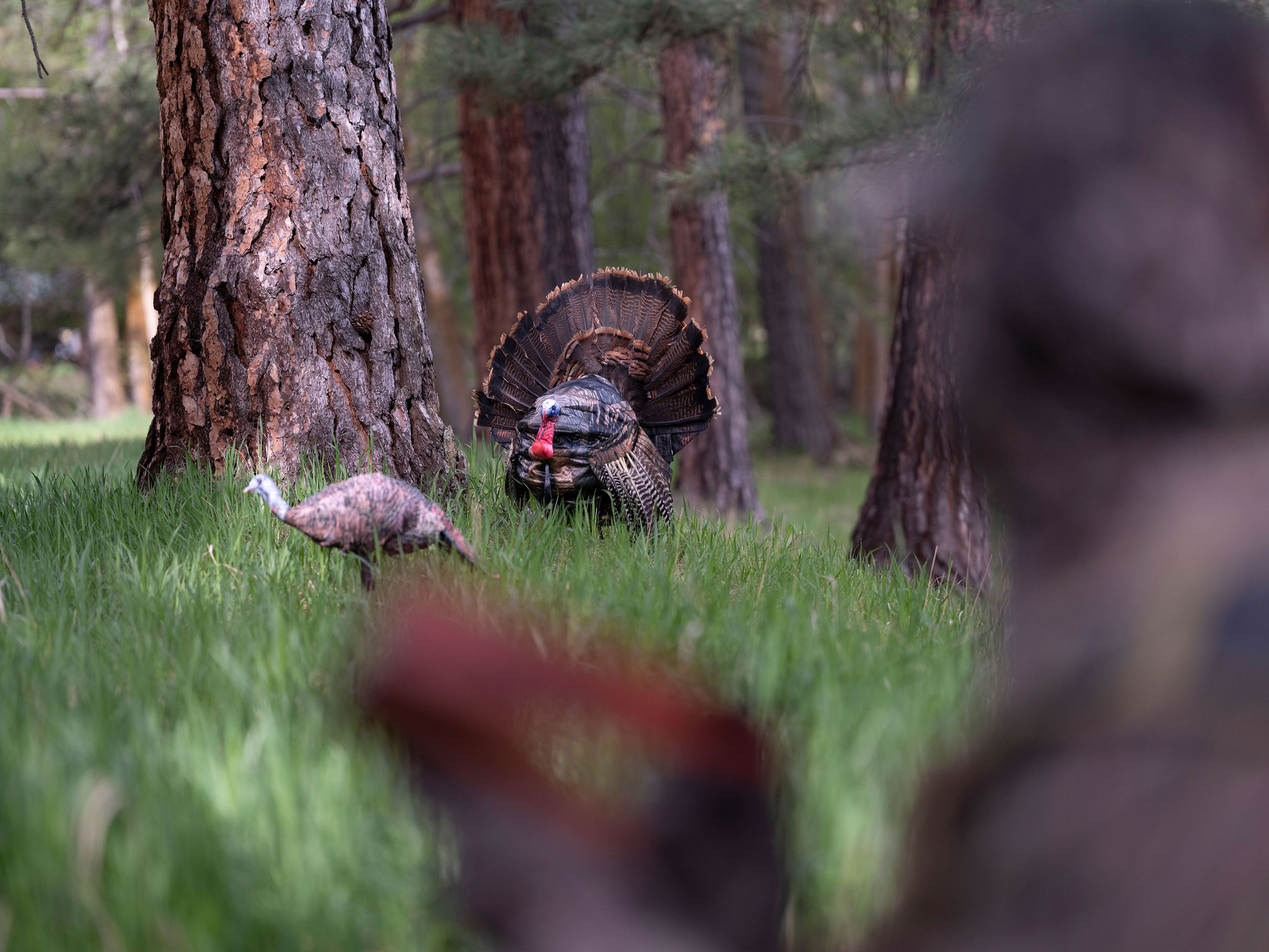 Turkey Decoys for Bowhunting